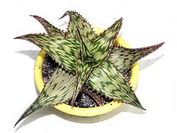 Aloe somaliensis