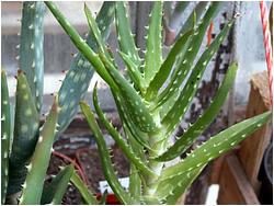 Aloe sp. 030 (Grish)