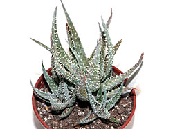 Aloe sp. 277 (Nor Mad)