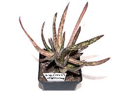 Aloe sp. 308 (Nor Mad)