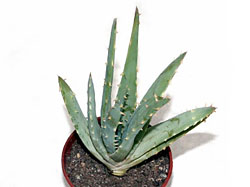Aloe longistyla (Vovk NA)