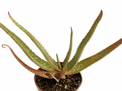 Aloe sp. 767