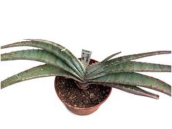 Aloe suprafoliata Kul
