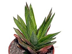 Aloeworthia