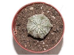 Astrophytum asterias cv. Super Cabuto