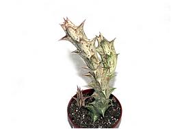 Caralluma hesperidum