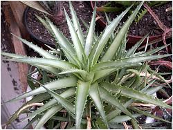 Dyckia brevifolia cv. Moonglow