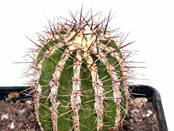 Echinopsis cv. HakuYo