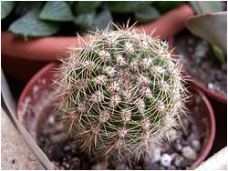 Echinopsis tubiflora hybr.