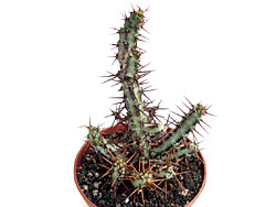 Euphorbia aeruginosa