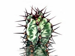 Euphorbia confinalis v. rhodesica