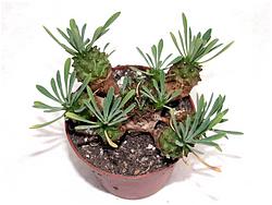 Euphorbia juglans