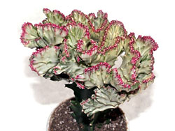 Euphorbia lactea f. cristata f. variegata