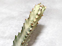 Euphorbia lactea f. variegata