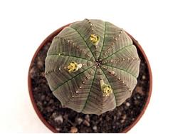 Euphorbia obesa