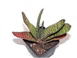 Gasteria maculata