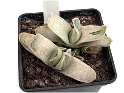 Gasteria nigricans var.marmorata