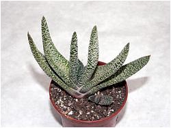 Gasteria verrucosa