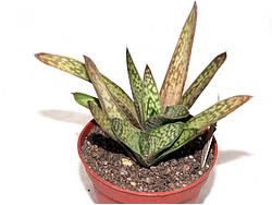 Gastrolea (Gasteraloe) cv. MY (Kul)