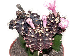 Gymnocalycium mihanovichii