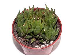 Haworthia herbacea