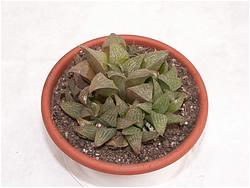 Haworthia magnifica