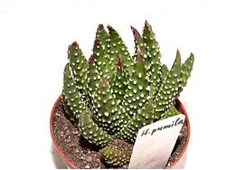 Haworthia pumila (margaritifera)