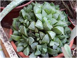 Haworthia retusa