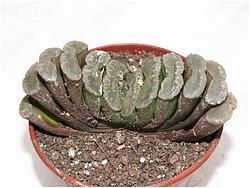 Haworthia truncata