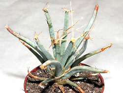 Leuchtenbergia