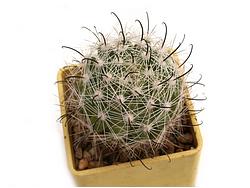 Mammillaria