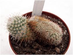 Mammillaria elegans f. cristata (Sytnik)