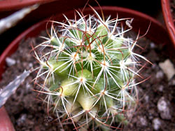 Mammillaria johnsonii f. variegata