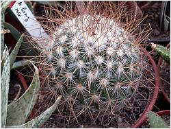 Mammillaria rekoi ssp. leptacantha