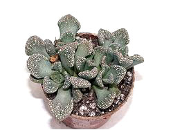 Titanopsis calcarea