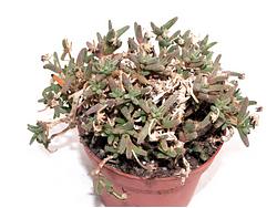 Trichodiadema bulbosum