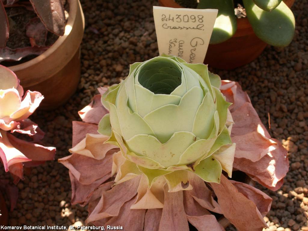 http://www.lapshin.org/succulent/BIN/May2009/Greenovia-aurea9334.jpg