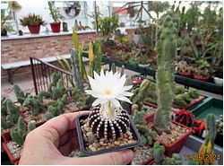 Highslide JS