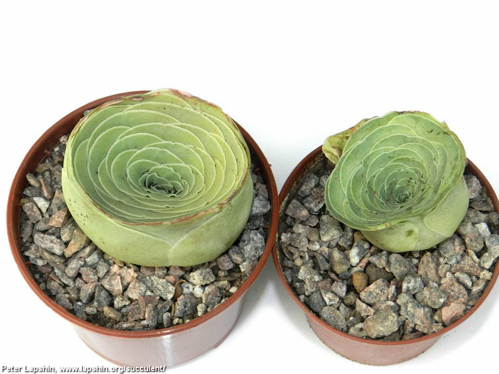 http://www.lapshin.org/succulent/Canary/Trofei/Greenovia-aurea-Canary2013.jpg