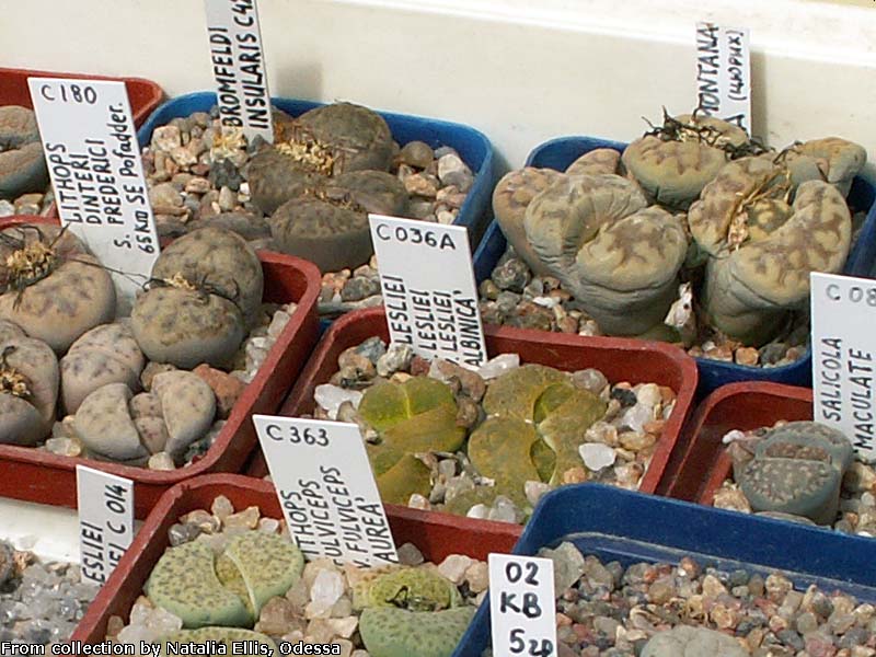 Купить растения, продажа и рассылка почтой, каталог, заказ суккулентов ...