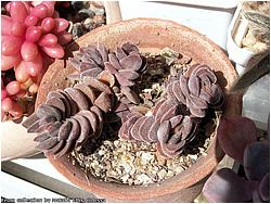 Crassula lanuginosa (atropurpurea v. muirii)