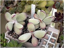 Cotyledon orbiculata