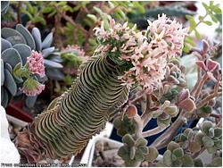 Crassula cv. Buddhas Temple