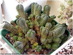 Crassula pyramidalis 