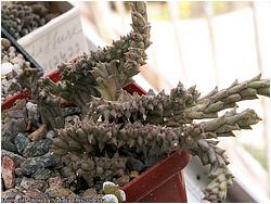 Orbea sp. cristata