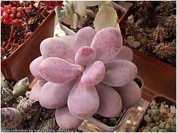 Pachyphytum amethystinum