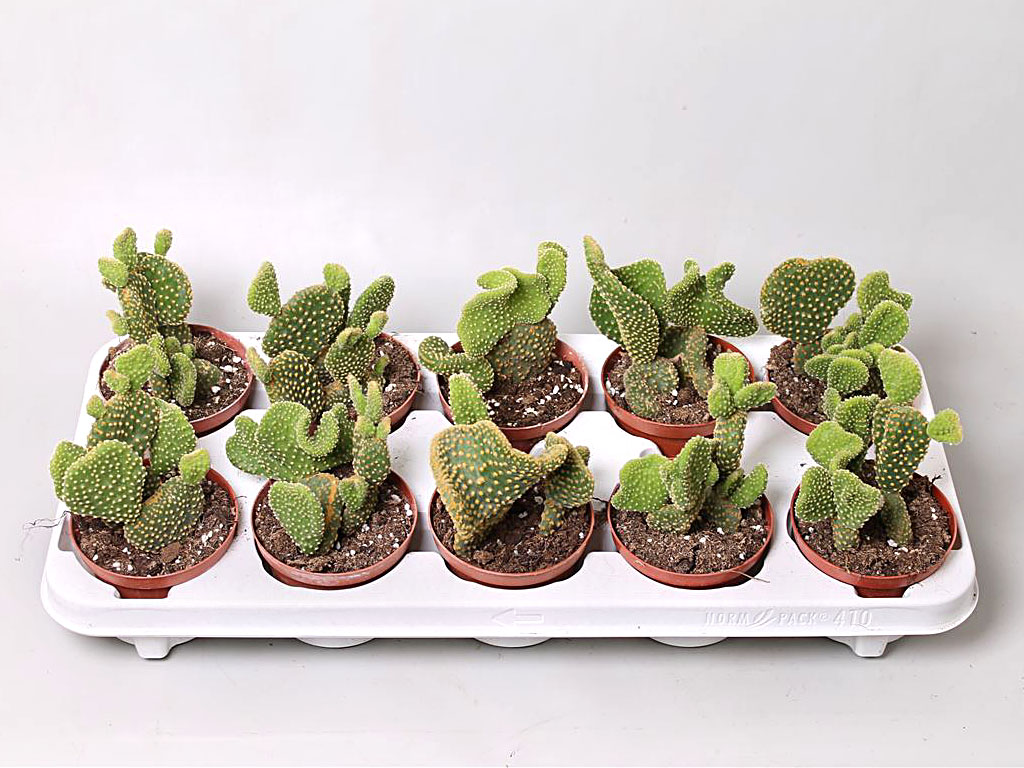 Opuntia microdasys var. pallida cristata Опунция микродазис вар.паллида кри...