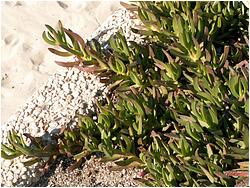 Carpobrotus