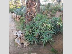 Aloe aff. arborescens