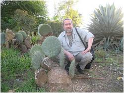 Opuntia robusta